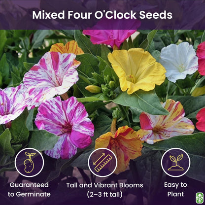 80 Broken Colors Four O'Clock Seeds - Tender Perennial That Reseeds Easily
