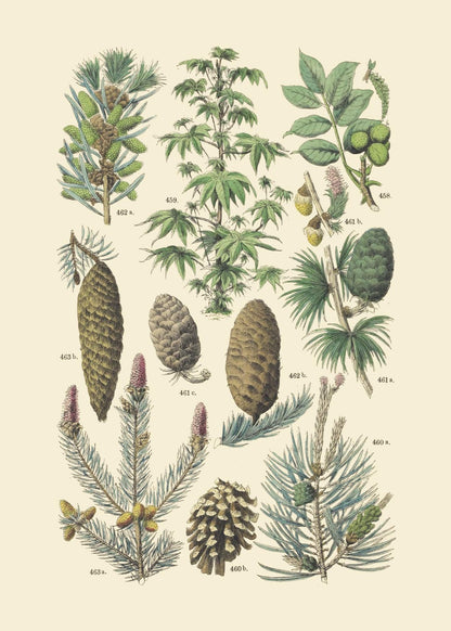 Vintage Botanical Prints | Woodland Plants by Ink Inc. | Wildflower Mushrooms Fern Trees Berries Wall Art | Set of 9 5"x7" Unframed