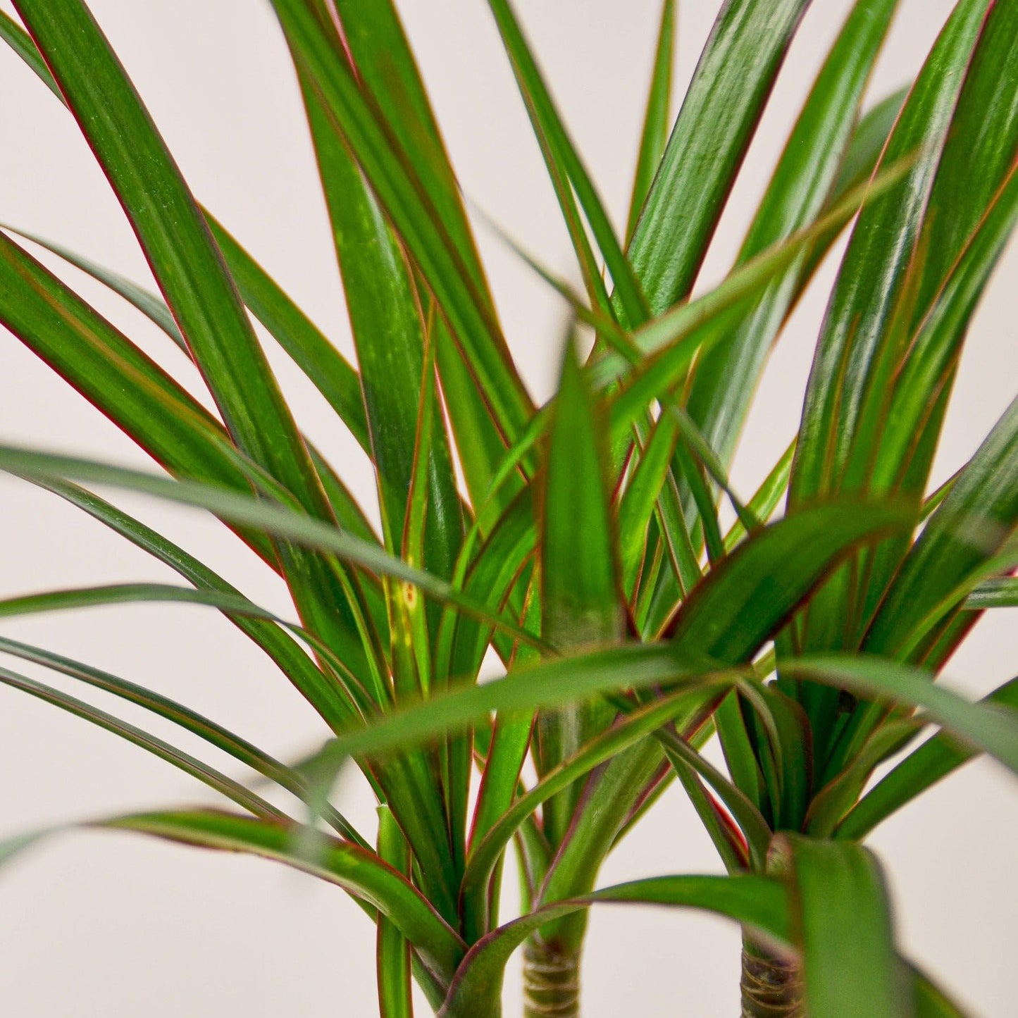Dracaena Marginata Cane | Live Plant for Indoor & Outdoor | for Living Room, Office, Bathroom | (4" Pot)