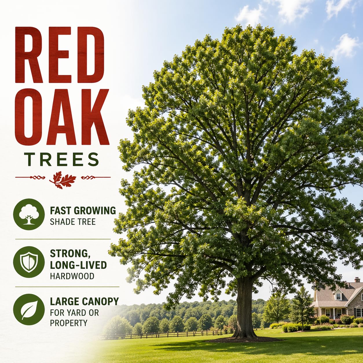 Red Oak Tree Seedlings for Planting | Year Old Rooted and Healthy Seedlings to Plant, Plant Anytime (2 Trees)