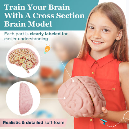 Cross Section Foam Brain Model | Free Stand, Answer Sheet & Digital Worksheet | Educational Tool Learning & Teaching Human Anatomical Function, Psychology, Biology or Science | 2 Labeled Half Pieces