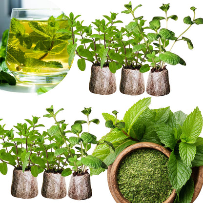Set of 6 Mojito Mint Live Herb Plants, 3–6 Inches Tall, Fragrant Mint Plants for Indoor Outdoor Garden, Patio, and Culinary Growing