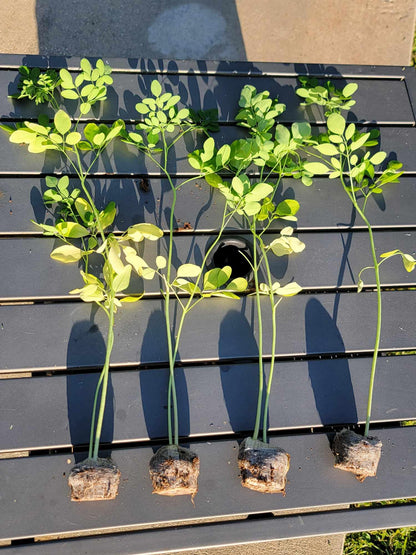 Moringa Plants 5 Moringa Trees Live Plants with Free Moringa Seeds - Moringa Oleifera - Drumstick Tree - Miracle Tree - Natural Herb