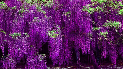 Live Plant - Purple Chinese Wisteria Tree - 10-15" Live Plant - 2.5" Pot - Wisteria sinensis
