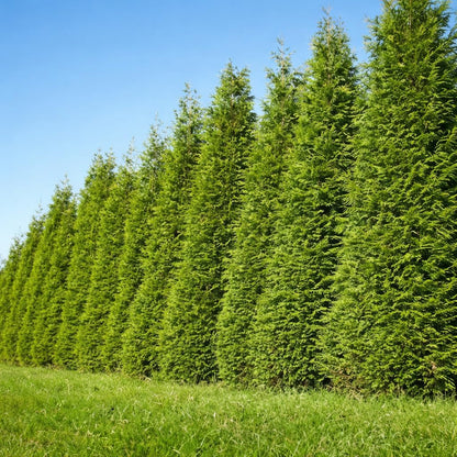50 Thuja Green Giant Arborvitae Trees/Shrubs - 6-12" Tall Live Plants - Fast Growing Privacy Evergreen Hedges/Bushes - 2.5" Pots - (50 Pack)