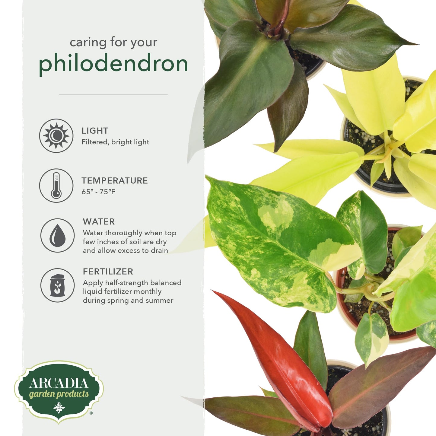 Arcadia Garden Products Live Sun Red Philodendron Rare Indoor Houseplant in Plastic Pot, Tropical Plant Collector Gift for Home and Garden Decor, 4-inch, Beige