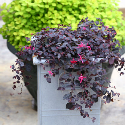 Proven Winners Jazz Hands Mini Chinese Fringe-Flower (Loropetalum chinense) Live Plant, 4.5" Qt, 4 Pack