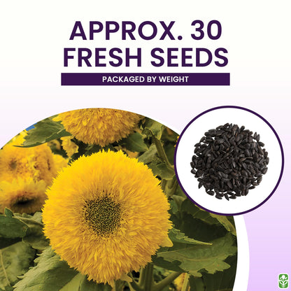 Marde Ross & Company Teddy Bear Sunflower Seeds 30+ Giant, Fluffy Blooms Heirloom Flower Seeds for Outdoor Planting Grows up to 7' Tall in Full Sun - Grown in the USA