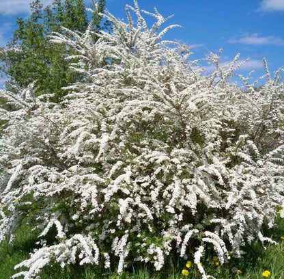 Live Plant - Snowmound Spirea Mounded Shrub - 6-12" Tall Seedling - Live Plant - Quart Pot