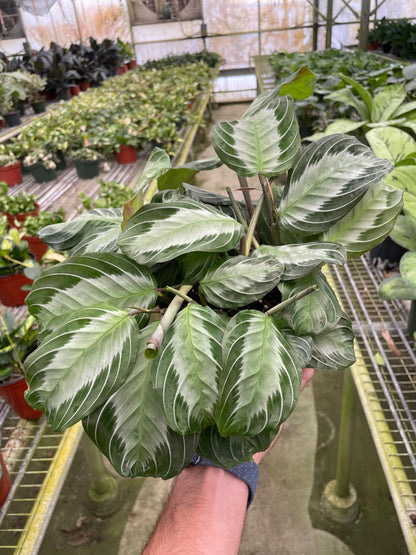Maranta 'Silver Band' | Live Plant for Indoor & Outdoor | for Living Room, Office, Bathroom | (6" Pot)