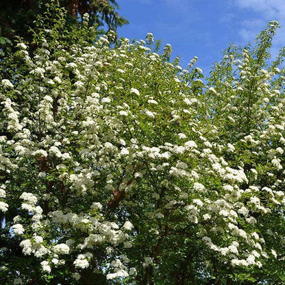 Live Plant - 2 Blackhaw Viburnum Shrubs/Trees - Live Potted Plants - 6-12" Tall - 4" Pots