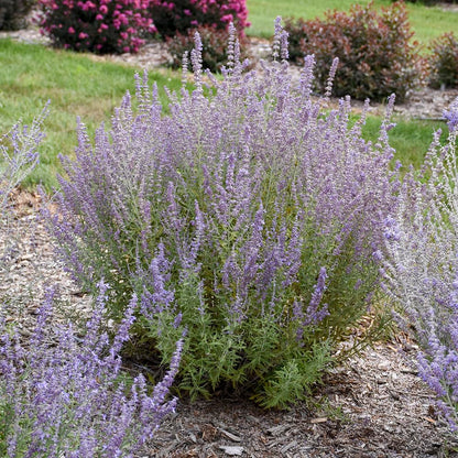 Live Plant from Green Promise Farms - Proven Winners, Perovskia atri. 'Sage Advice' Russian Sage, Dark Purple, #1 Gallon Container - Does NOT Ship to AZ, CA, HI, ID, MT, NV, OR, PR, UT & WA!!