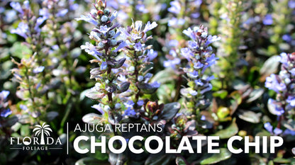 Ajuga Chocolate Chip | 3 Live Plants | Ajuga reptans | Ground Cover Perennial | Pathways and Gardens, Blue Flowers, Drought Tolerant, Easy to Grow, Fast Spreading, Low Maintenance