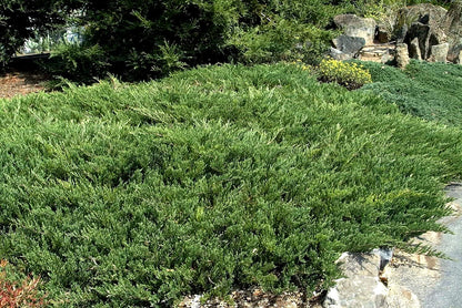 Juniper Andorra Compacta | 3 Live 4 Inch Pots | Juniperus horizontalis ‘Andorra Compacta’ | Low-Growing Evergreen Ground Cover | Drought-Tolerant Landscaping Plants