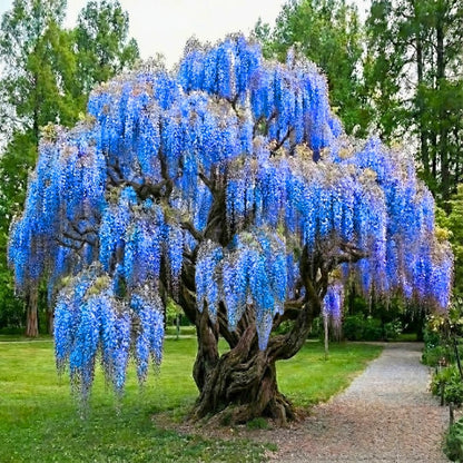 Blue-Purple Wisteria Tree Live Plant 1 Year Old Seedling, Purple Wisteria Live Plants for Outdoor Garden, 6-13" in Tall, Dormant