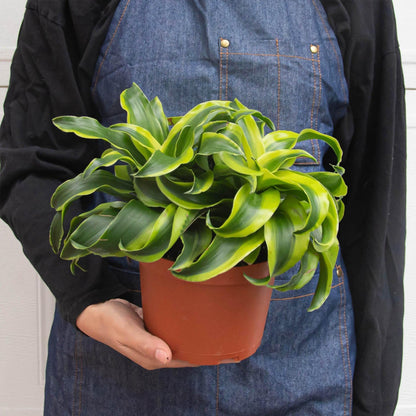 Dracaena 'Tornado' | Live Plant for Indoor & Outdoor | for Living Room, Office, Bathroom | (6" Pot)