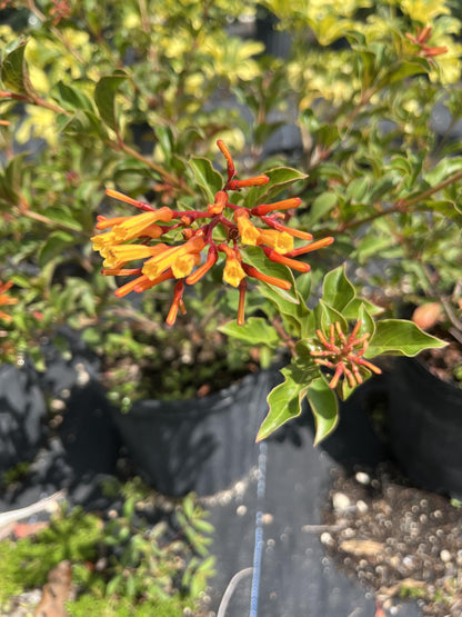 Dwarf Firebush Live Plant – Compact Hamelia Patens – Butterfly & Hummingbird Plant – Tropical Landscape Shrub – 1 Gallon