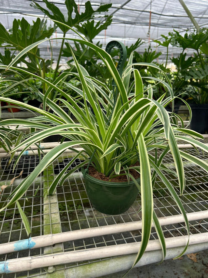 Spider Plant Reverse | Live Plant for Indoor & Outdoor | for Living Room, Office, Bathroom | (8" Pot)