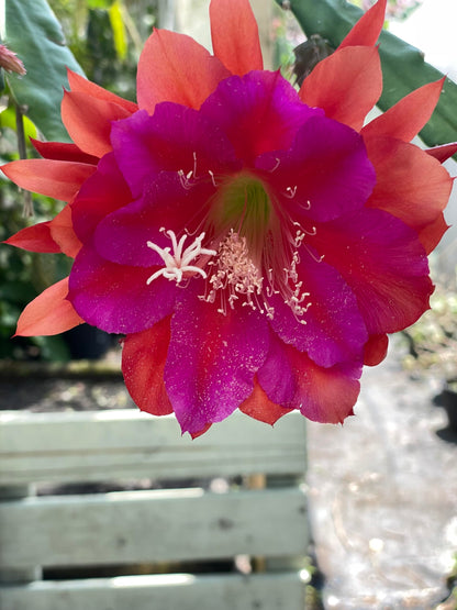 Epiphyllum 'Appeal' Fully-Rooted Starter Pot - Orchid Cactus Epiphytes - Indoor and Outdoor Plant - No Shipping to California or Arizona
