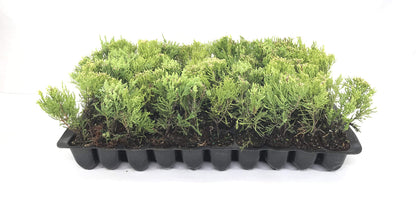 Sea Green Juniper - 3 Live Plants - Juniperus Chinensis - Hardy Evergreen Privacy Screen
