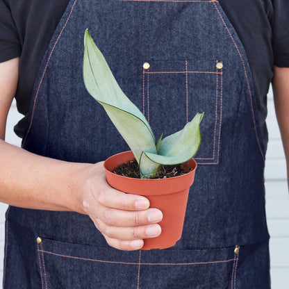 Snake Plant Moonshine | Live Plant for Indoor & Outdoor | for Living Room, Office, Bathroom | (4" Pot)