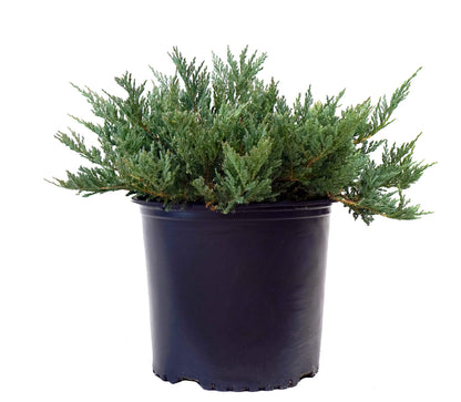 Green Promise Farms JUNIPERUS HORIZONTALIS `Blue CHIP` (Creeping Juniper) Evergreen, 2-Size Container, Green Foliage