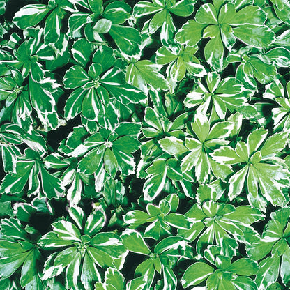 Direct Gardening Pachysandra Dormant Bare Root Shade Perennial Groundcover Starter Plant