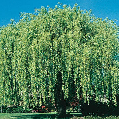 SPRING HILL NURSERIES - Weeping Willow Dormant Bare Root Starter Tree, One Tree Per Offer - Due to restrictions Can't Ship to MD, MT, or WI
