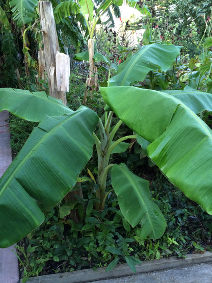Banana Plant, Orinoco Banana, 'Musa accuminata' (Medium 13" - 24")