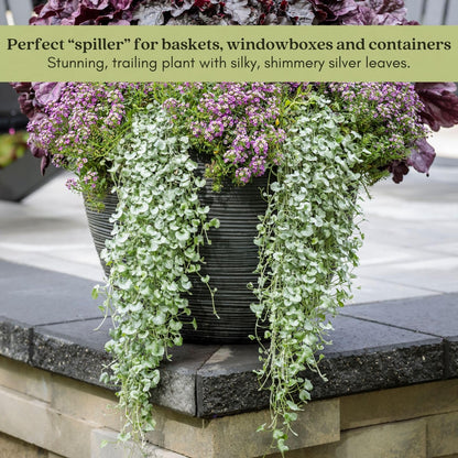 Clovers Garden Dichondra Silver Falls Plants Two (2) Live Plants – Non-GMO - Not Seeds - Each 4" to 8" Tall – in 4" Inch Pots - Heat, Drought Tolerant