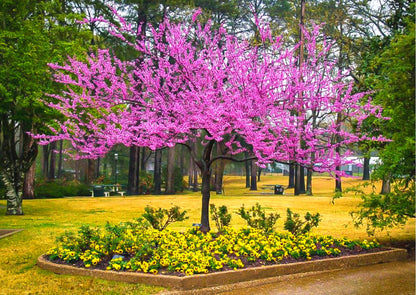 02 Eastern Red Bud Trees Live Plants, 6-12" in Tall for Spring Planting, Redbud Tree Live Zones 5-9