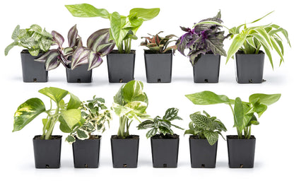 Altman Plants and Easy to Grow Live Indoor Houseplants Bundle (18 Plants)