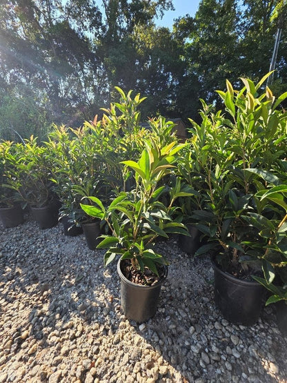 Live Plant - Fudingzhu Fragrant Tea Olive (Osmanthus) - Live Plant - (2.5 Qt)