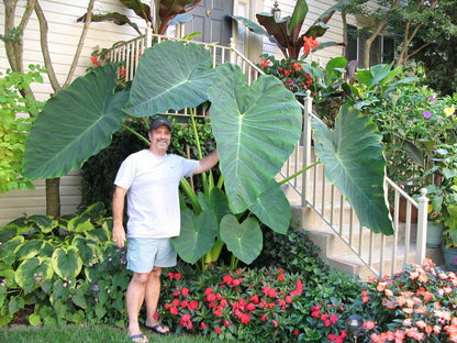 LIVE BULBS Colocasia gigantea Thailand Giant Thai Giant Elephant Ear Huge Leaf 2 Bulbs