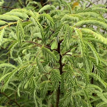 Live Plant - Sour Tamarind (tamarindus Indica) Live Fruit Tree 1-2 feet Tall