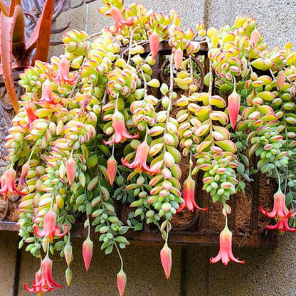 Cotyledon Pendens Succulent Live Plant, Trailing Succulent Plant Live Houseplant in 2 Inch Pot, Small Succulent Live Plant