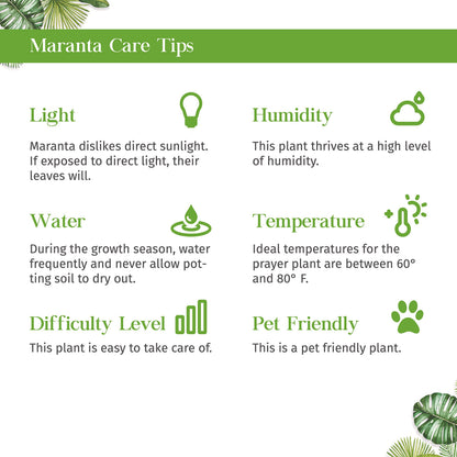 Maranta Leuconeura Live Plant for Indoor | Different Houseplants in 4'' & 6'' Pot | Real House Plant for Living Room, Office, Desk & Bathroom | Prayer Plant