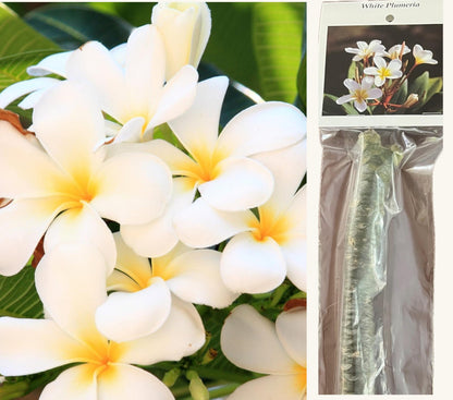 4 White Hawaiian Frangipani Plumeria Tree Plant Cuttings PT54 Discount Hawaiian Gifts