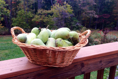 Pawpaw Seeds for Planting 10 Seeds Paw Paw Tree (Asimina Triloba)