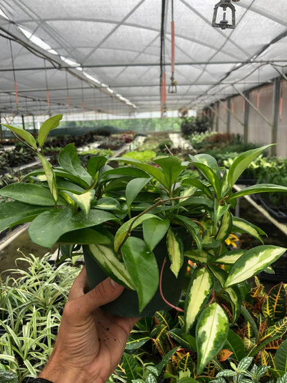 Hoya Carnosa 'Krimson Princess' | Live Plant for Indoor & Outdoor | for Living Room, Office, Bathroom | (6" Pot)