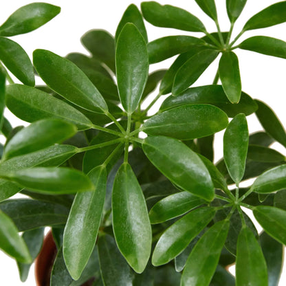 Schefflera Arboricola 'Umbrella' in 6in Pot - Live Plants Tropical Houseplants | Variegated | USA Growers | The Snobby Leaf