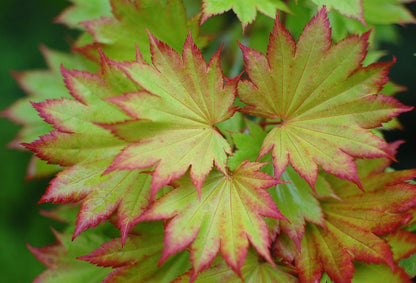 Red Wing Japanese Fullmoon Maple 2 - Year Live Plant