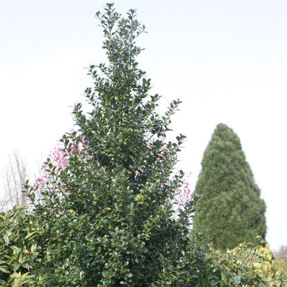 Proven Winners Castle Spire Blue Holly (Ilex x meserveae) Live Plant, 4.5" Qt, 4 Pack