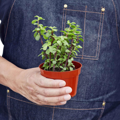 Succulent Elephant Bush Live Plant for Indoor | Different Houseplants in 4'' & 6'' Pot | Real House Plant for Living Room, Office, Desk & Bathroom | Portulacaria Afra