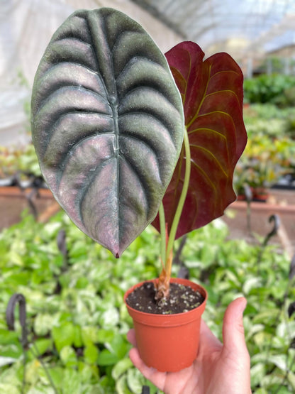 Alocasia 'Red Secret' | Live Plant for Indoor & Outdoor | for Living Room, Office, Bathroom | (4" Pot)