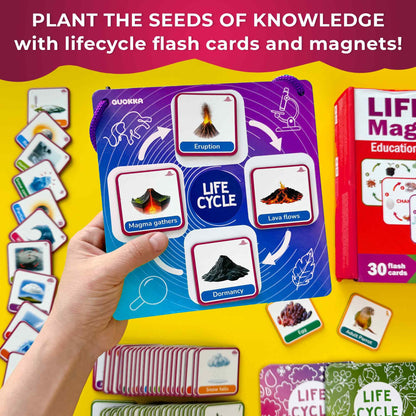 QUOKKA Life CycleToys for Kids - 30 Flashcards Toddler Science Kit Ages 2-4 - Pre-k Plant Animals Nature Learning Materials 3-5 - 120 Magnetic Flash Cards for Preschool and School (Part 2)