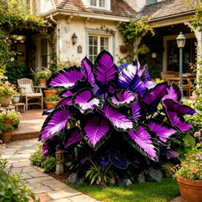 JWDSKT Elephant Ear Pattern - Excellent Landscaping Appeal, Ideal for Shade Gardens, Exquisite Variegated Blossoms-Drought-Tolerant, Striking Colors (6)