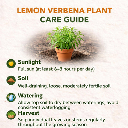 2 Lemon Verbena Plant, 4-Inch Tall Starter Herb, Non-GMO, Fast Growing Edible Herbs, Lemon Verbena Live Plant for Outdoor Garden Planting