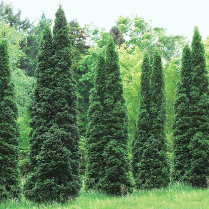 Live Plant - 10 Thuja Green Giant Arborvitae Trees/Shrubs, 6-12" Tall Live Plants, 2.5" Pots