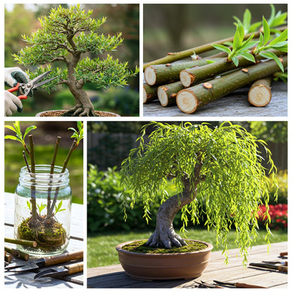 Hey Dina Willow Bonsai Tree - Thick Trunk Cutting, Fast Growing - Easy Care Indoor/Outdoor Bonsai – Living Gift for Beginners or Plant Enthusiasts